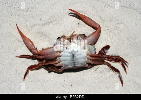 Dead Crab On Jambiani Beach, Zanzibar Stock Photo