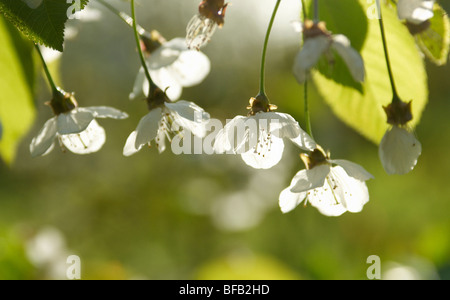 Prunus avium, Wild Cherry Stock Photo