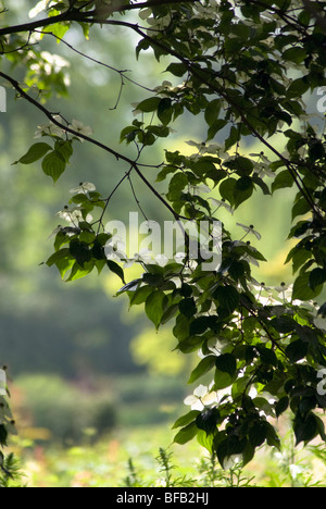 Cornus kousa, Dogwood, Flowering dogwood Stock Photo