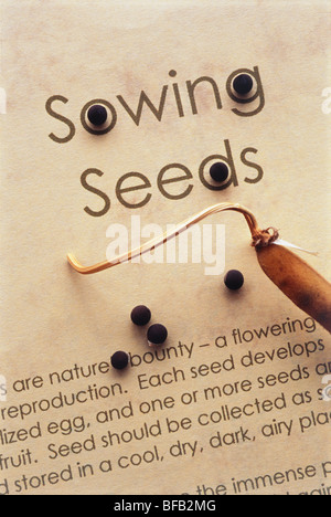 Plants Lathyrus odoratus Sweet pea  seeds on paper Stock Photo