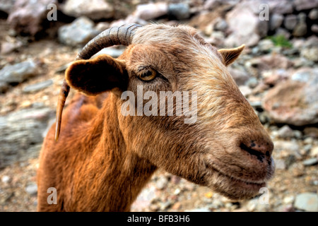 Goat, Cala Boquer near Port Pollenca, Mallorca Stock Photo