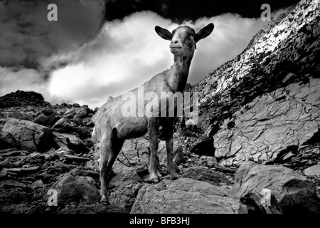 Goat, Cala Boquer near Port Pollenca, Mallorca Stock Photo