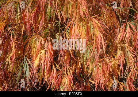 Leaves - John Gollop Stock Photo