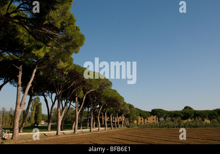 Rural avenue with pine trees in Tuscany, Italy Stock Photo