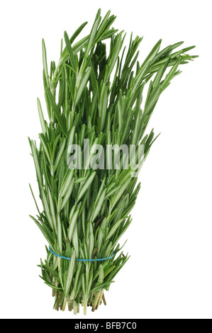 Tarragon fresh green herb isolated on white Stock Photo