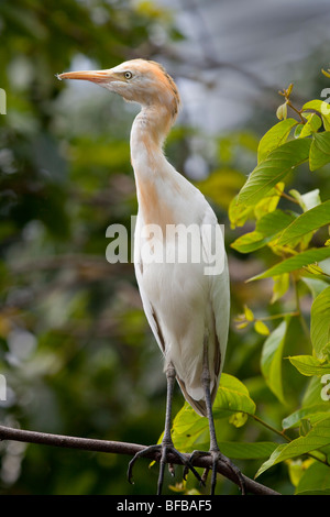 Cattle Egret, Bubulcus ibis, lateral view of head Stock Photo