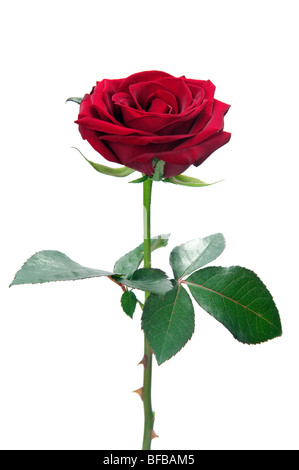 Red rose isolated on white background Stock Photo