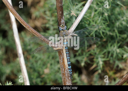 Migrant Hawker dragonflies, 'aeshna mixta' adults mating on common gorse, Norfolk, Uk, October Stock Photo