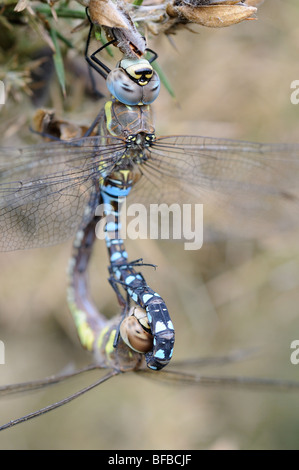 Migrant Hawker dragonflies, 'aeshna mixta' adults mating on common gorse, Norfolk, Uk, October Stock Photo