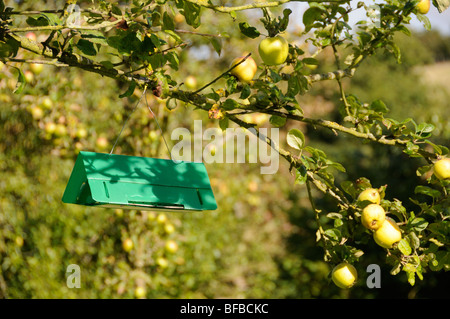 Pheromone trap in cultivated apple tree to prevent infestation of codling moth, UK, September Stock Photo