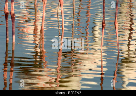 Abstract Reflections of Greater Flamingos (Phoenicopterus ruber) & Legs, Flock or Group in Shallow Water Camargue Delta France Stock Photo
