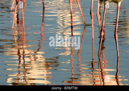 Reflections of Greater Flamingos (Phoenicopterus ruber) in Shallow Water in the Camargue Delta Provence France Stock Photo