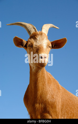 Portrait of Domestic Goat, Capra hircus, or Male Billy Goat Stock Photo