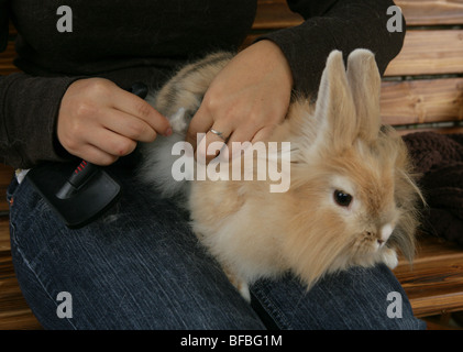 Rabbit Owner brushing rabbit Garden Stock Photo