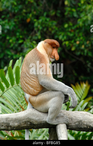 Proboscis Monkey (Nasalis larvatus) Dominant Male Sitting on Branch, Labuk Bay Sanctuary, Sabah, Malaysia, Borneo Stock Photo