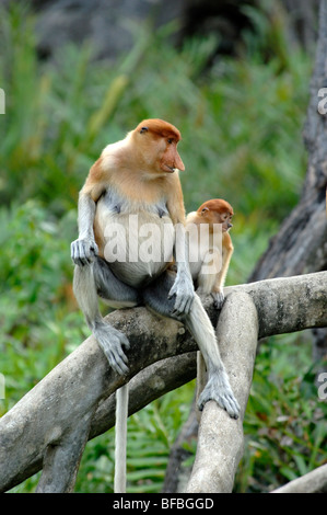 Proboscis monkeys (Nasalis larvatus), female and young, Labuk Bay ...