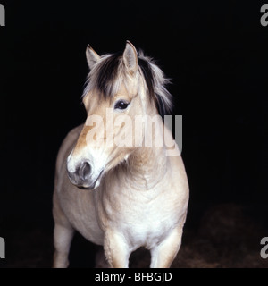 Fjord Pony in a stable, head study Stock Photo