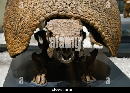 Armadillo skeleton, Glyptodon clavipes, Late Pleistocene Epoch, 50,000 years Stock Photo