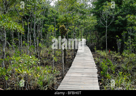 Boardwalk, Board Walk, Wooden Boardwalk, Nature Boardwalk or Elevated Wooden Walkway Through the Mangrove Forest at Labuk Bay, Sabah, Malaysia, Borneo Stock Photo