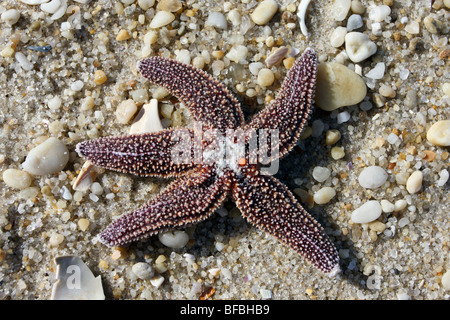 Northern Sea Star (Asterias vulgaris)