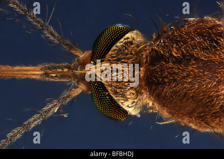 The head of a mosquito, culex pipiens taken through a microscope Stock Photo