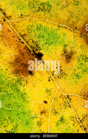 England, Staffordshire, Highgate Common Country Park. A close up view of the autumn colours of an autumn leaf.