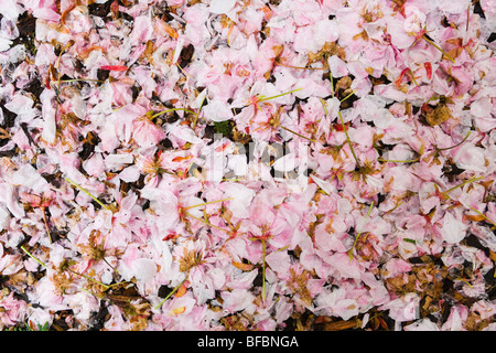 Falling Cherry Blossoms Photo Of To The Ground Backgrounds