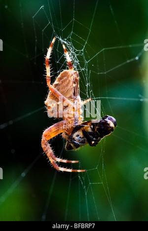 Garden spider (Diadem spider), Araneus diadematus