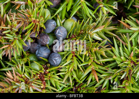 Common Juniper berries, Juniperus communis Stock Photo