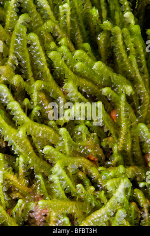 Greater whipwort, Bazzania trilobata Stock Photo