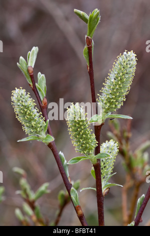 Creeping Willow, Salix repens,  female catkins Stock Photo