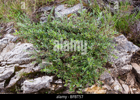 Creeping Willow, Salix repens, Stock Photo