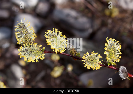 Creeping Willow, Salix repens,  male catkins Stock Photo