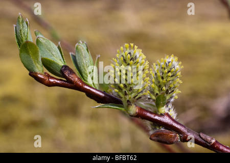 Creeping Willow, Salix repens,  female catkins Stock Photo