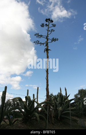 Maguey, one of the most common mexican agaves. This one is used to produce pulque, ancient alcoholic beverage. Stock Photo