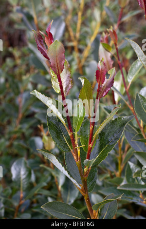 Creeping Willow, Salix repens, Stock Photo