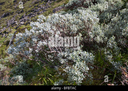 Downy Willow, Salix lapponum, Stock Photo