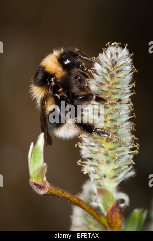 Heath Bumblebee, Bombus jonellus, on Downy Willow catkin Stock Photo