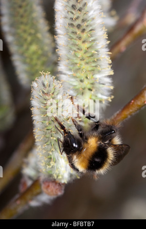 Heath Bumblebee, Bombus jonellus, on Downy Willow catkin Stock Photo