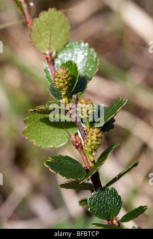 Dwarf Birch, Betula nana, female cones Stock Photo