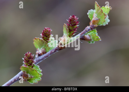 Dwarf Birch, Betula nana, female flowers Stock Photo
