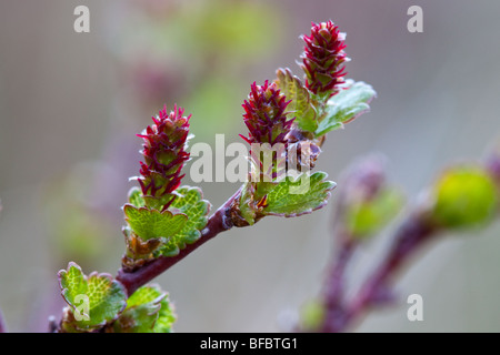 Dwarf Birch, Betula nana, female flowers Stock Photo