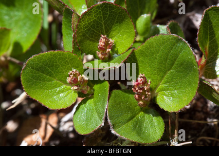 Least Willow Mountain, Salix herbacea, female catkins Stock Photo