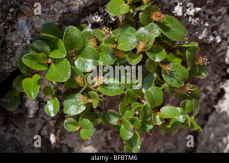 Least Willow Mountain, Salix herbacea, male plant Stock Photo