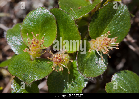 Least Willow Mountain, Salix herbacea, male catkin Stock Photo