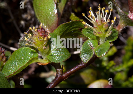 Least Willow Mountain, Salix herbacea, male catkins Stock Photo