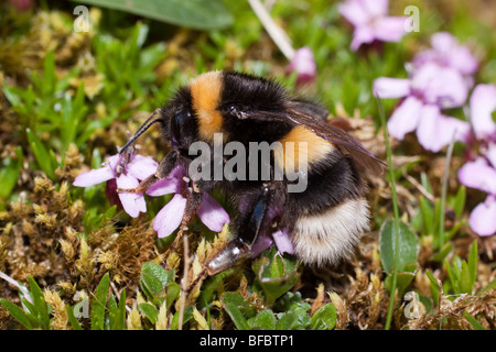 Northern White-tailed Bumblebee, Bombus Magnus, on Moss Campion Stock Photo