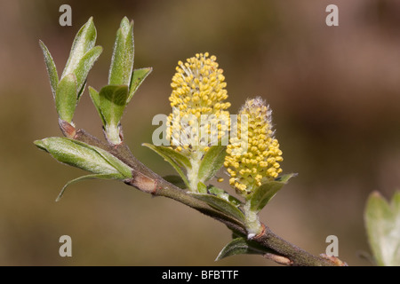 Eared Willow Salix aurita, male catkins Stock Photo