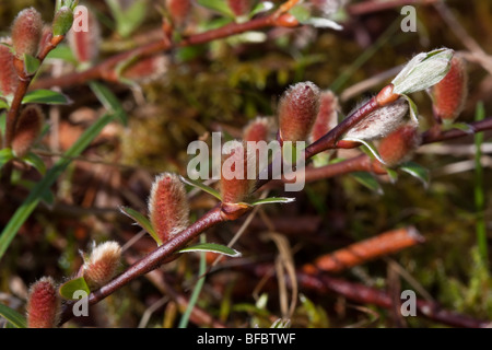 Mountain Willow, Salix arbuscula, male catkins Stock Photo