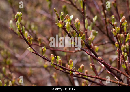 Mountain Willow, Salix arbuscula, male catkins Stock Photo